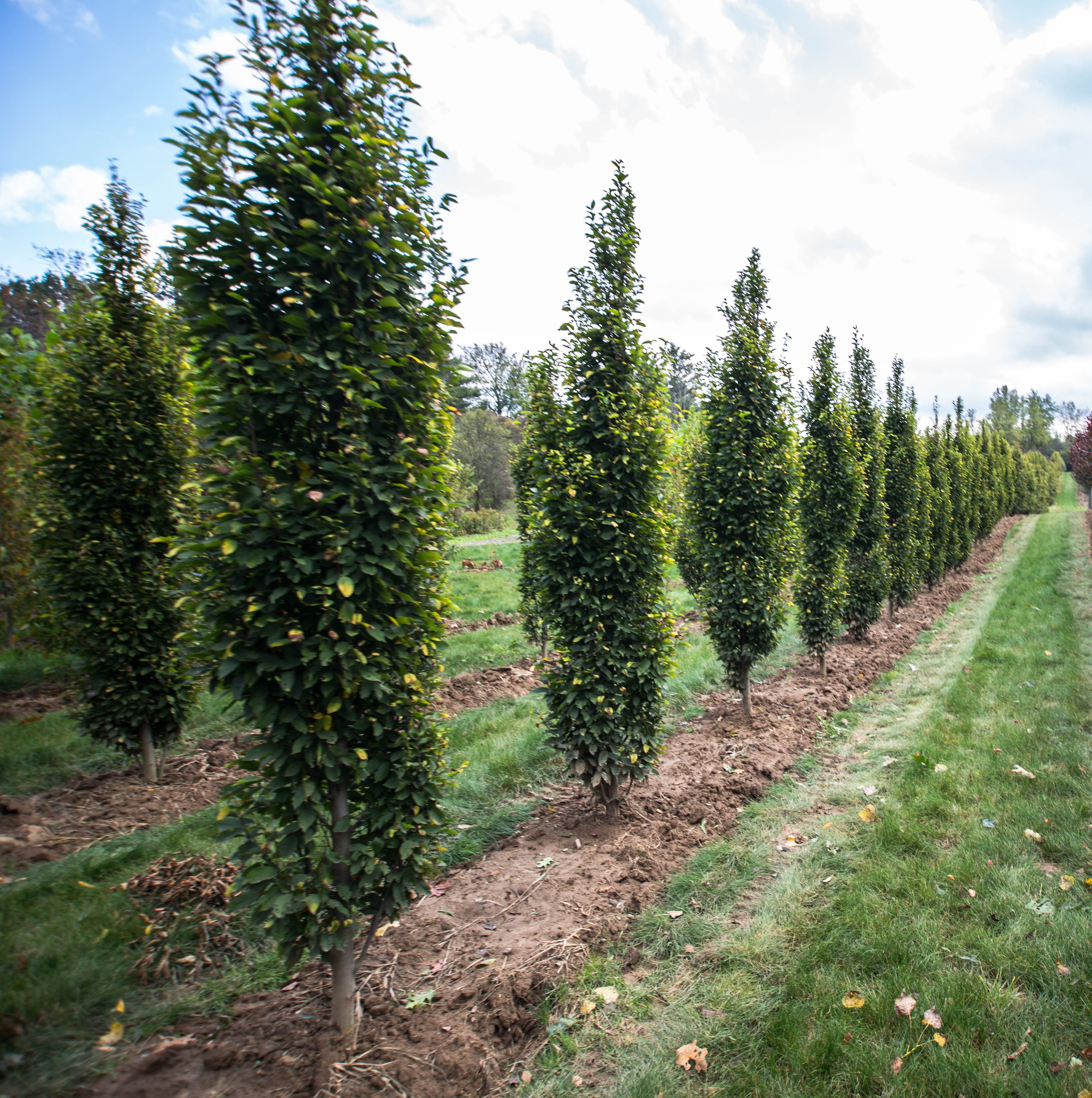 Carpinus betulus  ‘Fastigiata’